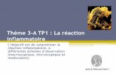 Thème 3-A TP1 : La réaction inflammatoire - svt-dalaine.fr · Max Planck de biologie des infections de Berlin, a découvert que les neutrophiles émettent en outre dans le milieu