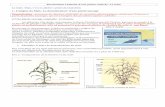 1 - L'origine du Maïs : La domestication* d’une plante ...beaussier.mayans.free.fr/IMG/pdf/dm_Mais_-2.pdf · Au cours de ses voyages, il comprend que la zone d'origine d'une ...