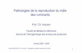 Pathologies de la reproduction du mâle des ruminants · Année 2008-2009 Prof. Ch. Hanzen - Pathologies du système reproducteur du mâle 3 Objectifs spécifiques de connaissance