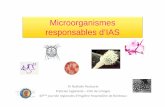 Microorganismes responsables d’IAS · PDF fileUne infection est dite associée aux soins ... • Coccigram+ en courte chainette ... (urinaire, cutanées, pulmonaires)