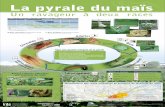 La pyrale du maïs - Agri-Réseau : Le savoir et l ... · La Pocatière Notre-Dame-du-Lac ...  Pyrale du maïs et bon moment pour pulvériser l'insecticide sur la culture du ...