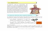 La digestion. - s4.e-monsite.coms4.e-monsite.com/2011/04/08/16436554digestion-pdf.pdf · (acide chlorhydrique et enzymes). ... Les sels biliaires (glycocholate et taurocholate de