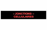 - JONCTIONS CELLULAIRES - iasi …iasi-medecine.weebly.com/uploads/5/4/8/2/5482113/b.fai_3_jonction.pdf · homologie de structure avec les immunoglobulines - adhérence dépendante
