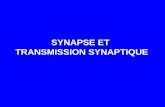 SYNAPSE ET TRANSMISSION SYNAPTIQUE - Belgium · • Transport de ces vésicules de secrétion par le transport ... d’enzymes et de fragments de membrane sont partiellement dégradés