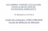 LES AMIBES: SUPPORT CELLULAIRE POUR LA … · gélose buffered charcoal yeast extract (BCYE) • Paradoxe d’une bactérie ... • Identification par séquençage de l’ADN 16S