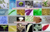 compte rendu tp celoe · Le lichen : symbiose entre le mycète Xanthoria et l’algue unicellulaire Trebouxia L’observation microscopique et les documents à disposition du lichen
