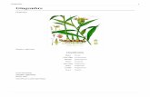 Gingembre - doc-developpement-durable.orgdoc-developpement-durable.org/.../gingembre/Gingembre.pdf · des Zingiberaceae dont on utilise le rhizome en cuisine et en médecine traditionnelle.