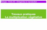 Travaux pratiques La multiplication végétativeekladata.com/.../Diapo_TP_cours_reproduction_asexuee.pdf · Reproduction et croissance démographique 32 Hypothèses sex-ratio 0,5