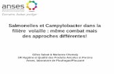 Salmonelles et Campylobacter dans la filière volaille ... · •Premières investigations en France en 1999-2000 : –Prévalence « faible » : 45% de parquets positifs –Prévalence