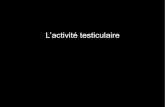 L’activité testiculairekordonnier.fr/IMG/pdf/TS_C25_testicules.pdf · bourses contenant les testicules ou vulve). Dépend de l’action du sexe hormonal pendant la vie embryonnaire.