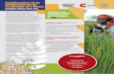Amélioration de la production de riz en Afrique de … en bref Depuis 2010, la FAO, à travers le projet «Amélioration de la production de riz en Afrique de l’Ouest en réponse
