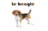 Le beagle - Ecole Chevannes Centre · Quelle est la couleur du bout de sa queue ? Au cours de l’Histoire, de qui les eagles étaient-ils les compagnons (3 réponses) ? Dans quel