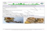 Station d’Etudes Mycologiques des Hautes Vosges. SASgfol1.merule-expert.com/download/ANALYSE_MODEL... · Hyménophore méruloïde à irrégulièrement poré-réticulé-labyrinthique