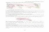 Cours Biologie Animale-2 (LABAE1-LFSV1) CHAPITRE … Bio Animale 2 des parazoaires... · Les monogènes sont des plathelminthes parasites de vertébrés aquatiques, à un seul hôte