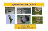 Systématique des Oiseaux - perso.univ-rennes1.fr oiseaux L3.pdf · La systématique des oiseaux : une science en évolution constante ! Très grande homogénéitémorphologique du