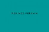 PERINEE FEMININ - clement.ad.free.frclement.ad.free.fr/fac/gyneco/gyneco.ed3.perinee.2.pdf · ANATOMIE • Cadre ostéo fibreux de forme losangique 2. En avant: symphyse pubienne