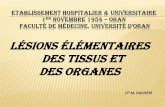 ETABLISSEMENT HOSPITALIER & UNIVERSITAIRE …univ.ency-education.com/uploads/1/3/1/0/13102001/anapath31-lesions... · différenciées d'une réduction de la masse tissulaire ... BRONCHES