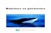 Baleines et pêcheries · Il y a quelques annØes à peine, ... sans les remettre en question, ... ~ Site Internet du Ministère norvégien de la pêche