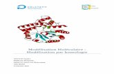 Modélisation Moléculaire : Modélisation par homologiemaryvonnemerletbillon.com/Modelisation_moleculaire_2013.pdf · Introduction La modélisation moléculaire est un ensemble de
