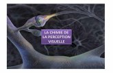 LA CHIMIE DE LA PERCEPTION   2013/02 COURS Chimie... · PDF fileLA CHIMIE DE LA PERCEPTION VISUELLE ... TP Transmission synaptique . Si on stimule en ... neurone N1 au neurone N2