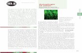 Autophagie et vision - medecinesciences.org · de développement, avec une augmentation des niveaux de p62 (un partenaire de l’autophagie récepteur des protéines ubiquitinées),