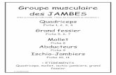 Groupe musculaire des JAMBES - eps.enseigne.ac-lyon.freps.enseigne.ac-lyon.fr/spip/IMG/pdf/fiche_exercice_jambes... · haut des muscles pectoraux et sur les deltoïdes : ... - Maintenir