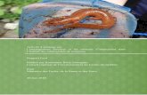 l’aménagement forestier et d’atténuation l’habitat des … · l’aménagement forestier et les mesures d’atténuation dans l’habitat des salamandres de ruisseaux Rapport