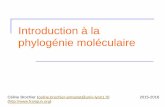 Introduction à la phylogénie - frangun.org · Intérêt d’étudier l’évolution moléculaire et la phylogénie Prépondérante en biologie Ecologie Evolution Microbiologie Biologie