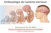 Embryologie du système nerveux - facmed-univ-oran.dzfacmed-univ-oran.dz/ressources/fichiers_produits/fichier_produit... · cervelet ) et la moelle épinière - son organisation comprend