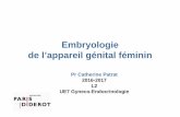 Embryologie de l’appareil génital féminin · Embryologie de l’appareil ... chaque côt é de la chorde dorsale ... – Prolifération de l’épithélium cœlomique et du méso