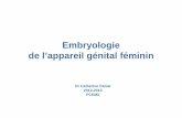 embryologie systeme génital féminin 2012-2013€¦ · – Prolifération de l’épithélium coelomique à face ventrale du ... - Apparition au niveau du MEE à la fin de la ...