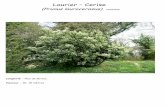 Laurier – Cerise - Accueil · Laurier – Cerise (Prunus laurocerasus) rosacées Longévité : Plus de 50 ans. Hauteur : 10- 15 mètres
