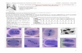 TP 01 : Brassage génétique et diversification des …svt.bock.free.fr/data/TS/BB-TS-P1-TP01.pdf · 2/ La méiose, mécanisme à l’origine des cellules haploï Observez au microscope