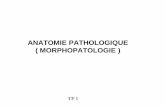 ANATOMIE PATHOLOGIQUE ( MORPHOPATOLOGIE )iasi-medecine.weebly.com/uploads/5/4/8/2/5482113/tp1anatomie... · Anatomie pathologique (morphopathologie) est la discipline médicale qui