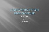 SNC2D 2014 L. Kutchaw · 2014-11-04 · tissu de base et le tissu vasculaire (p.58) Activité à la page 62 . L'ORGANISATION BIOLOGIQUE . Résultat d'apprentissage . L'hiérarchie
