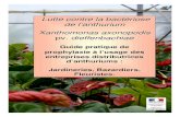 Lutte contre la bact ériose de l ’anthurium …daaf.reunion.agriculture.gouv.fr/IMG/pdf/guide...Introduction Pour relancer la filière anthurium, les distributeurs ont un rôle