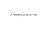 LA FONCTION LOCOMOTRICE - Accueilmaquette.ch-stquentin.osip.fr/ifsiIfas/iso_album/fonction_locomo... · Ceinture scapulaire Ceinture pelvienne Membre supérieur Membre inférieur.