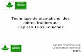 Technique de plantations des arbres fruitiers au Cap .Le figue de barbarie: 9les figues de barbarie