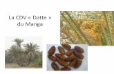 La CDV « Datte » du Manga - ConDiv: Kort fortalt · • Palmier dattier = genre Phoenix de la tribu des Phoenicea ... –Un aliment de base dans la plupart des pays ... –Comptoirs