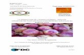 MEMOIRE - agrinovia.net · 3.7 COUTS D’OPPORTUNITES LIES A LA CULTURE DE L ... nouvelle variété d’oignon hivernal la ‘Préma 178’ introduite au Burkina par la société