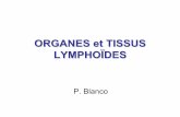 ORGANES et TISSUS LYMPHOÏDES - ufr2.free.frufr2.free.fr/d1/organes_et_tissus_lymphoides.pdf · La Moelle osseuse • Siège ... Structure ganglionnaire Figure 19.4a, b. PLAN •