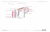 MB2 – Anatomie – Le membre inférieur – Bonnel …cmed1.e-monsite.com/.../mb2-anatomie-le-membre-inferieur-bonnel.pdf · MB2 – Anatomie – Le membre inférieur – Bonnel