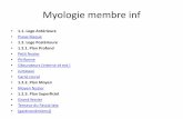 Myologie membre inf - lqvds.free.frlqvds.free.fr/roneo/ressources/2e semestre/MB2... · Myologie membre inf ... • jumeau supérieurse fixe sur l'épine sciatique, jumeau inférieur