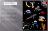 Les Cnidaireslicencesdvp6.free.fr/Files/Other/2Cours_Cnidaires.pdf · ils forment un phylum de 12000 espèces . ce sont des\rorganismes aquatique et principalement marins. on les\rtrouve