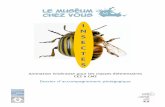 Animation itinérante pour les classes élémentaires CE2 …blogacabdx.ac-bordeaux.fr/sciences33/wp-content/uploads/sites/25/...MHNBdx – « Le Muséum chez Vous » INSECTES Dossier