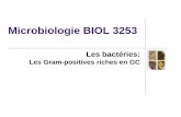 Microbiologie BIOL 3253 - umoncton.ca 24... · Lorsqu’il y a mobilité, elle est limitée aux spores flagellées. ... Le genre Actinomyces ... i.e., genres Falcivibrio et Gardnerella