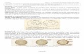 Document 1 Les premiers pré: curseurs. Francis Bacon ...svt4ever.free.fr/docs/1S.T1.A1.Naissance idee_Docs.pdf · Francis Bacon : au XVI° siècle, en utilisant les premières cartes