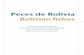 Peces de Bolivia · La diversidad de peces en la región Neotropical es verdaderamente notable, y provoca la curiosidad de mucha gente, no solo científicos sino también pescadores,