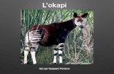 L’okapi - lewebpedagogique.comlewebpedagogique.com/cm1cm2crozon/files/2015/03/Lokapi-.pdf · Caractéristiques physiques -L’okapi mesure environ 1,80 m au garrot et pèse au maximum