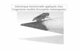 Génomique fonctionnelle appliquée chez l’organisme modèle ...pardoux/Ecole_Ete/EEBL DROSO LR 2010.pdf · From Transgenesis upgrades for Drosophila melanogaster Koen J. T. Venken